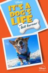 It's A Dog's Life (2020)